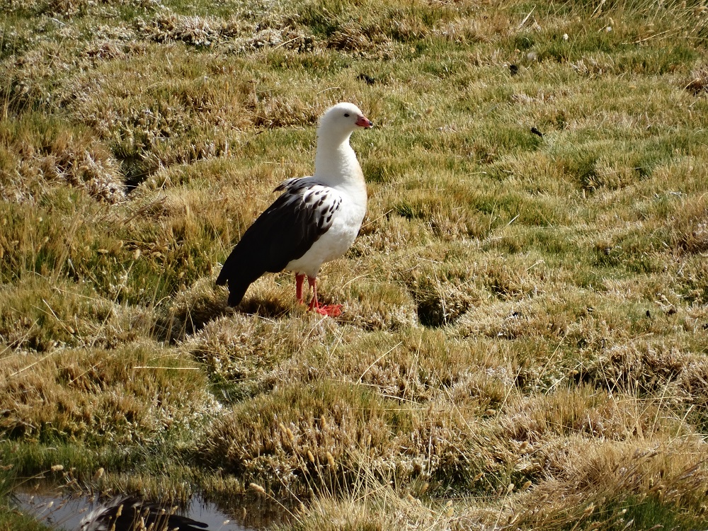 El Tatio Geysire Andenmöwe