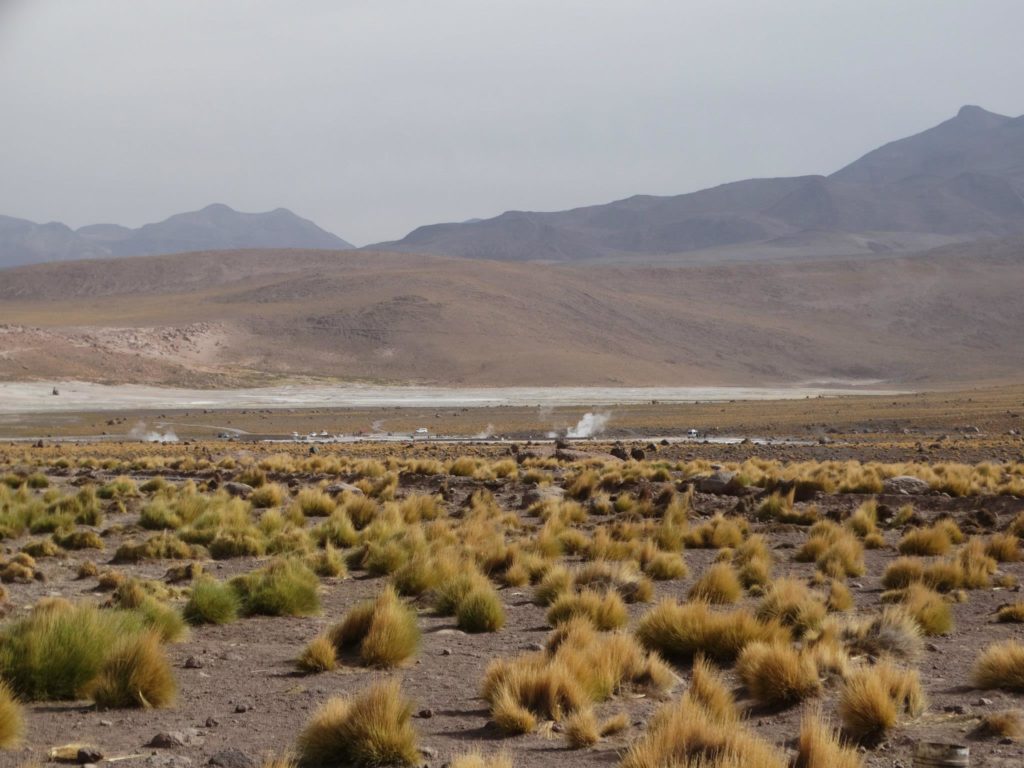 el-tatio-geysire-hochlandgraeser