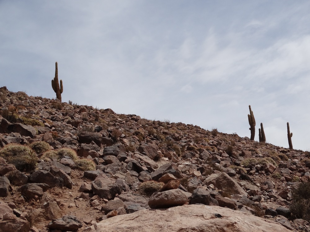 El Tatio Geysire Kakteen