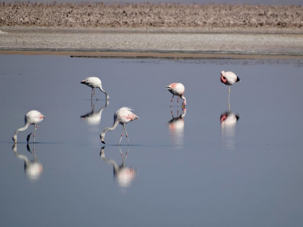 Flamingos auf Futtersuche an der Laguna Chaxa