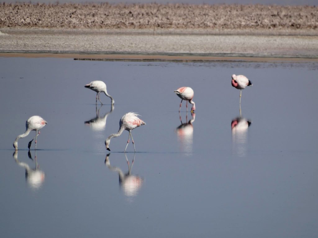 Flamingos auf Futtersuche an der Laguna Chaxa 