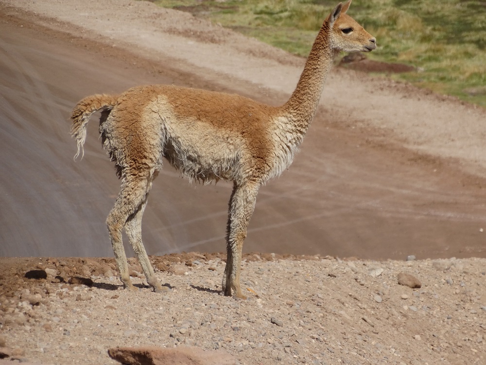 El Tatio Geysire