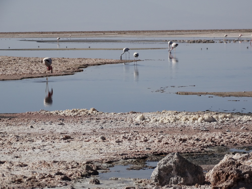 laguna-chaxa-iii