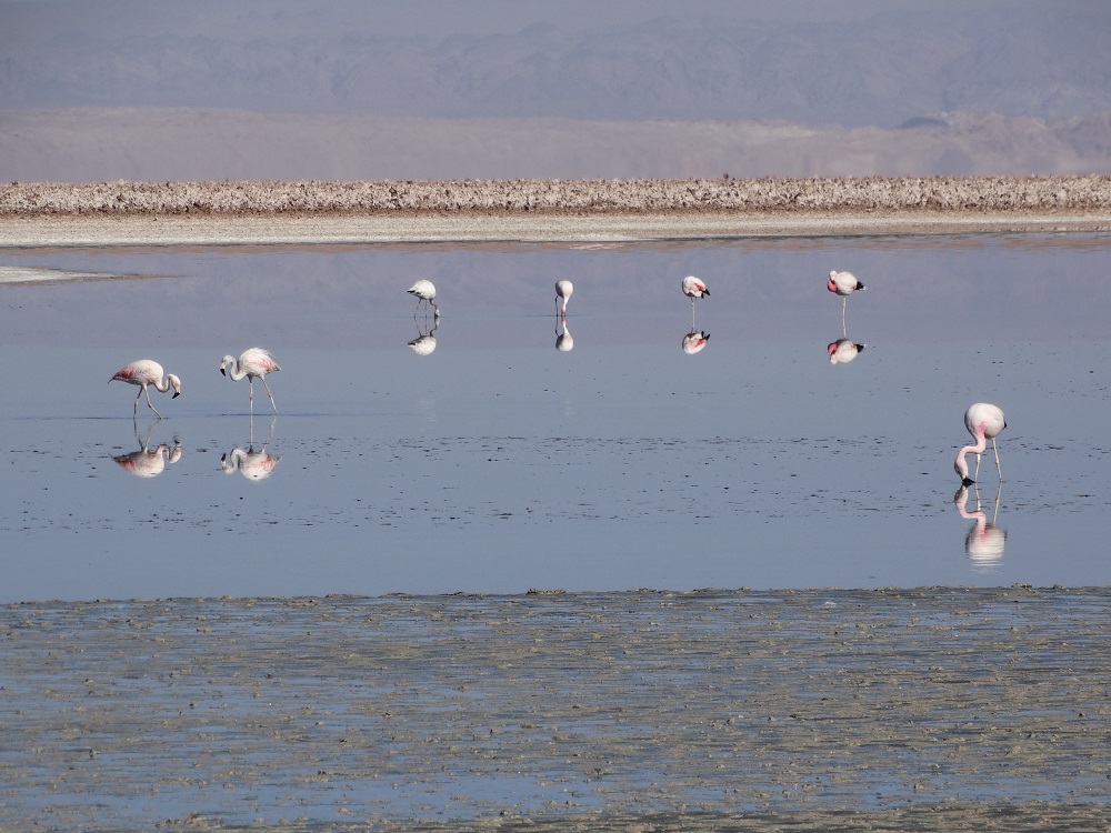 laguna-chaxa-flamingos-ii
