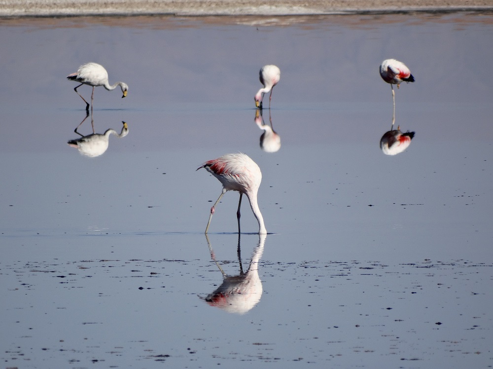 laguna-chaxa-flamingos-iii