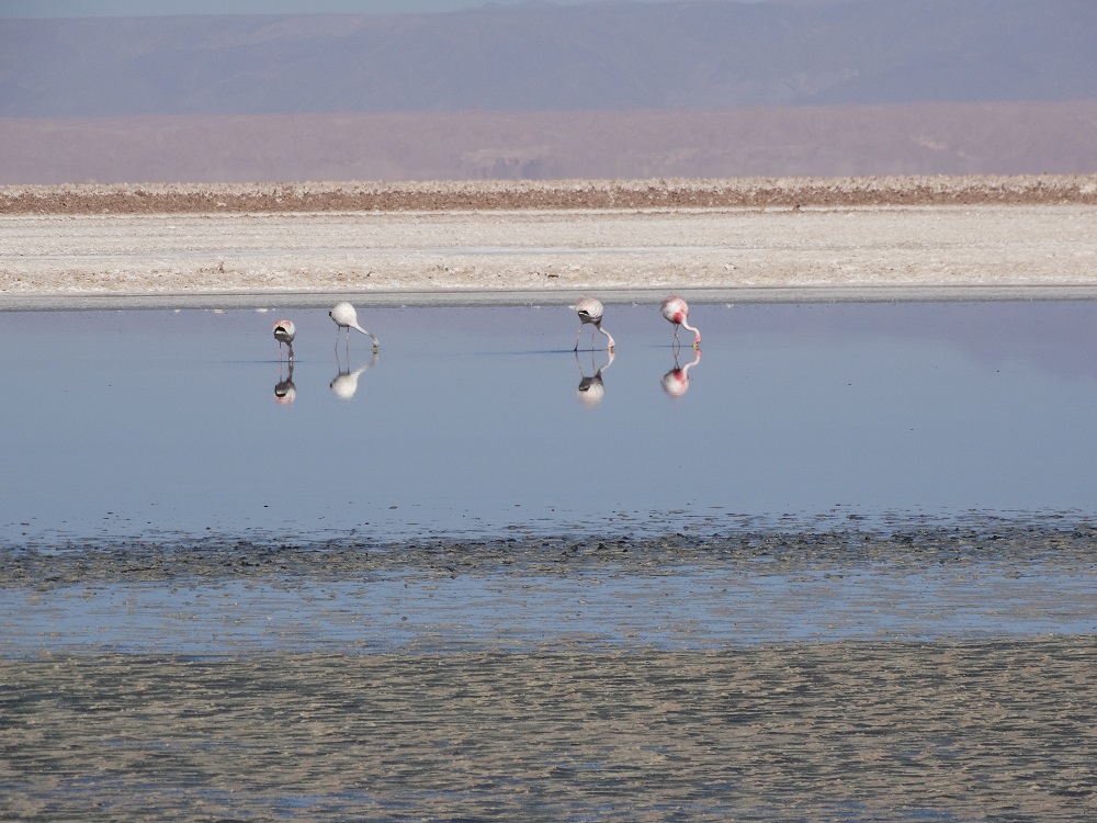 San Pedro de Atacama in Bildern - Laguna Chaxa