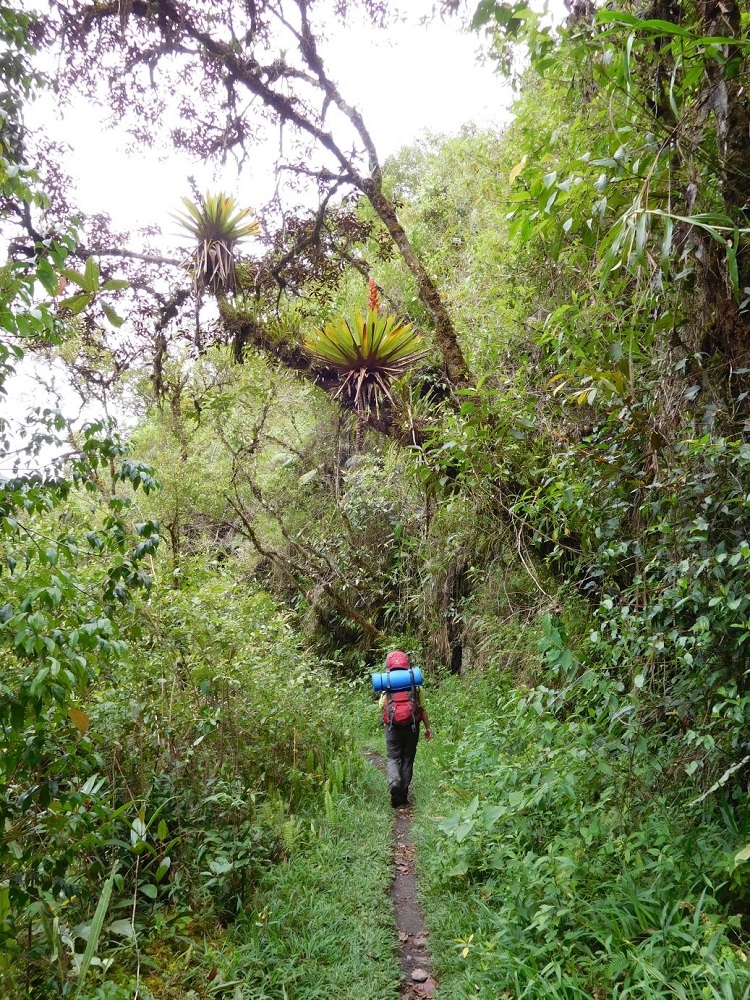 bolivien trekking choro trail yungas