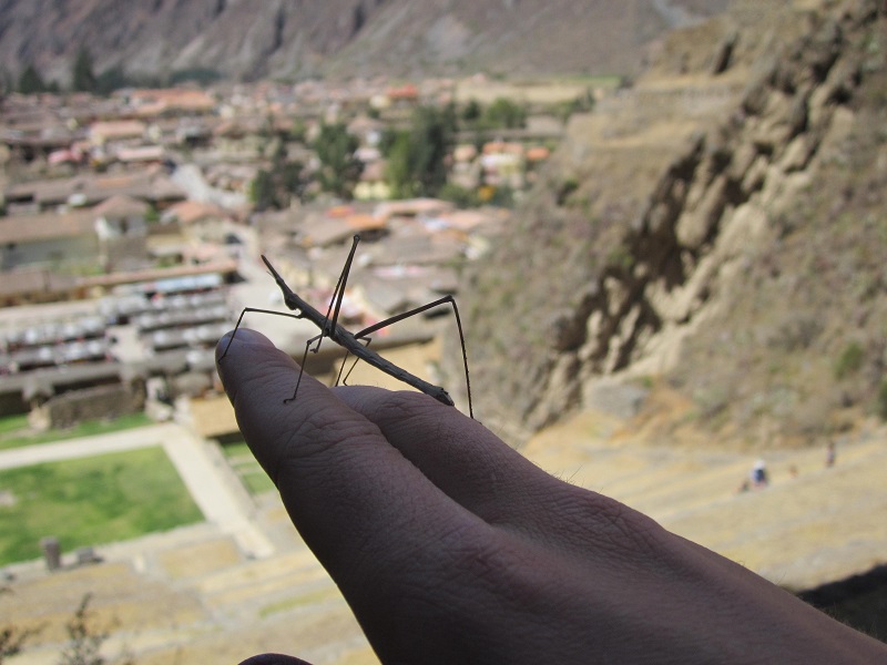 ollantaytambo peru