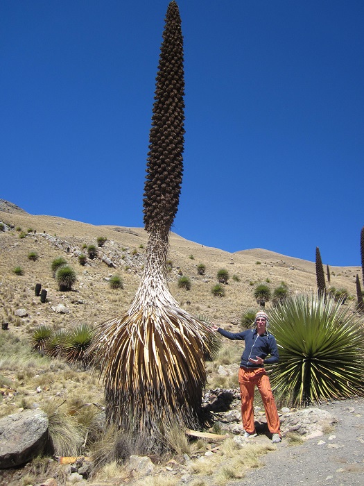 Huaraz Peru Puya Raimandi