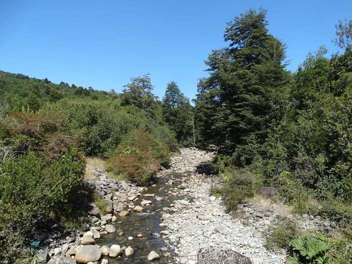 Chile Puerto Montt Sehenswürdigkeiten Nationalpark Alerce Andino