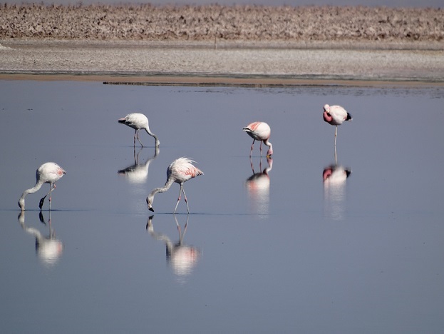 Laguna Chaxa San Pedro de Atacama