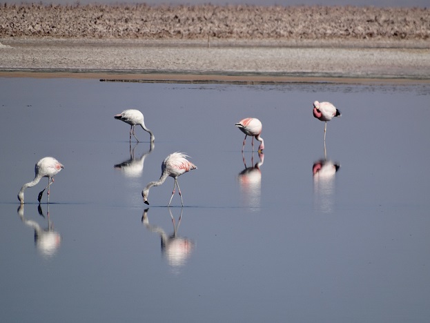 Die Flamingos auf Nahrungssuche an der Laguna Chaxa