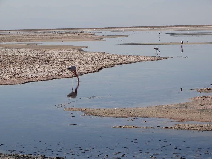 Laguna Chaxa Flamingos