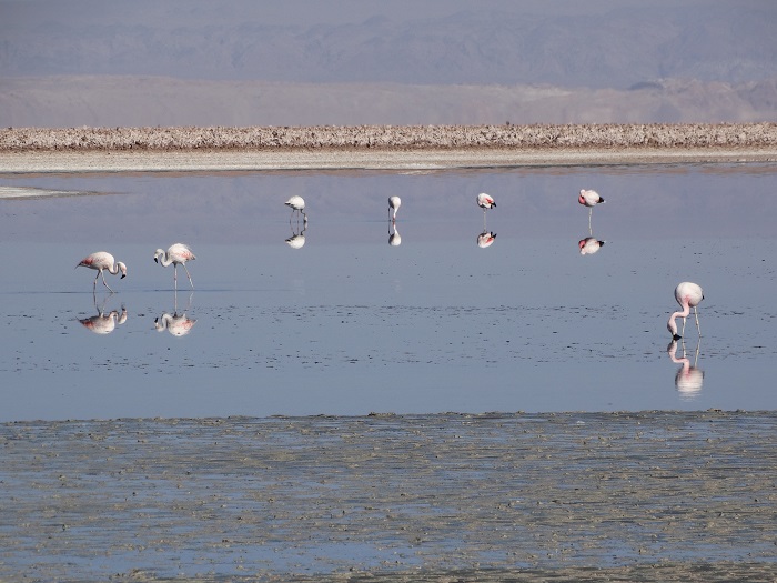 Salar de Atacama Laguna Chaxa Flamingos