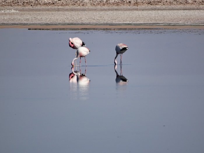 Laguna Chaxa - Salar de Atacama - San Pedro de Atacama - Flamingos