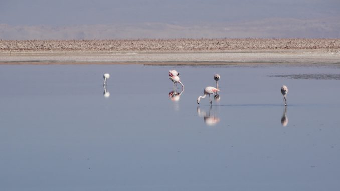 laguna chaxa chile san pedro de atacama flamingos titelbild