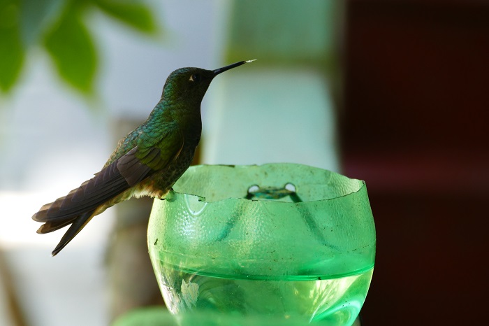 kolumbien salento kolibri